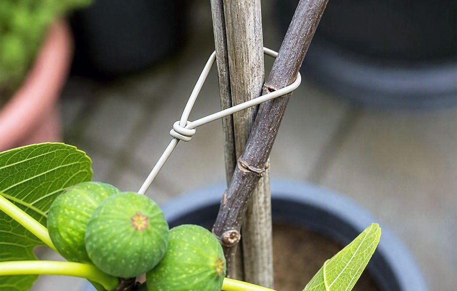 AP Dichtungstechnik entwickelt eine biologisch abbaubare Bindeschnur auf Basis von Bio-Flex® N – für Landwirtschaft, Weinbau und Gartenbau.